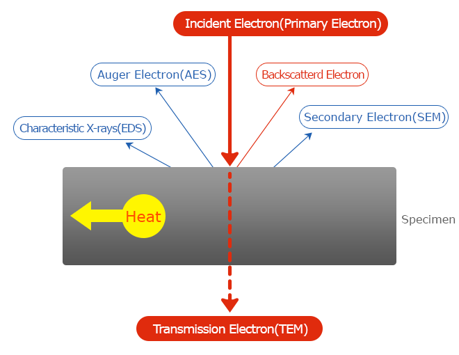 SEM incident electron interaction with specimen