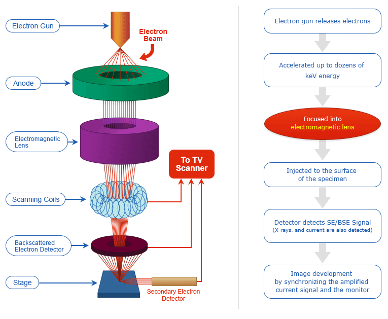 SEM schematic of column components