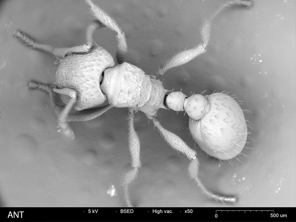 Ant SEM image