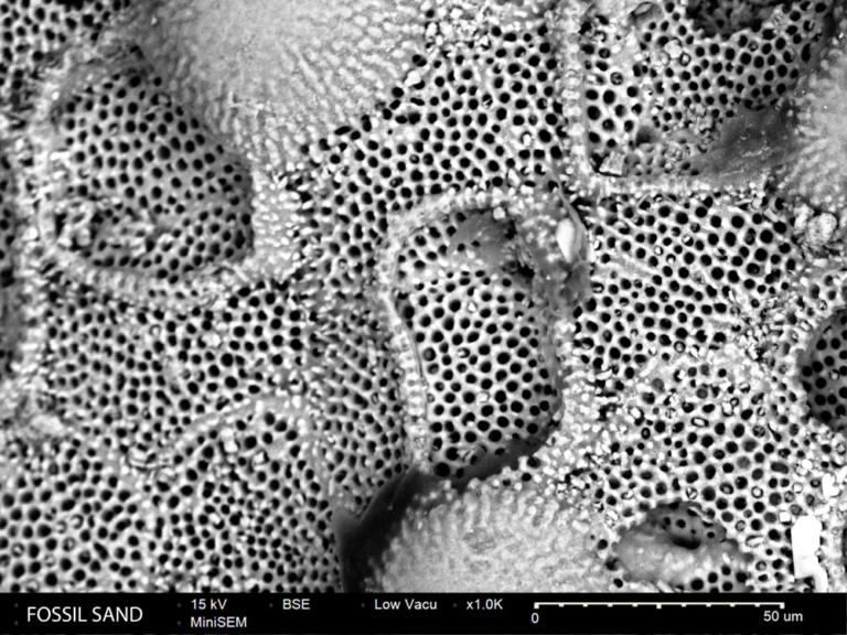 Sediment particles SEM