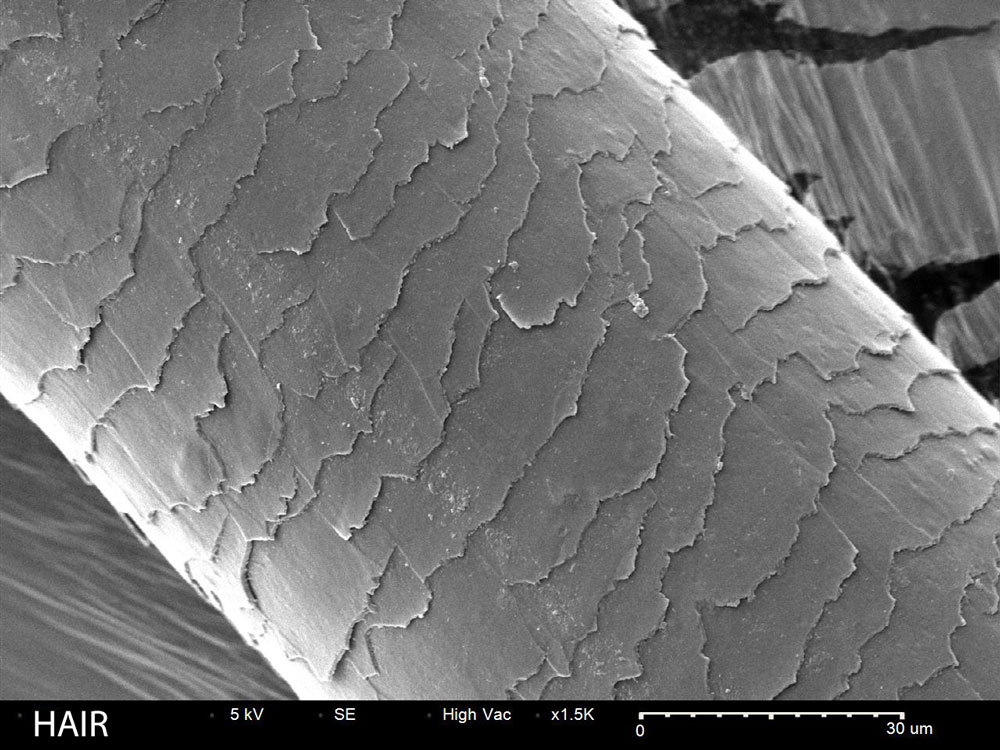 Hair fiber forensic SEM