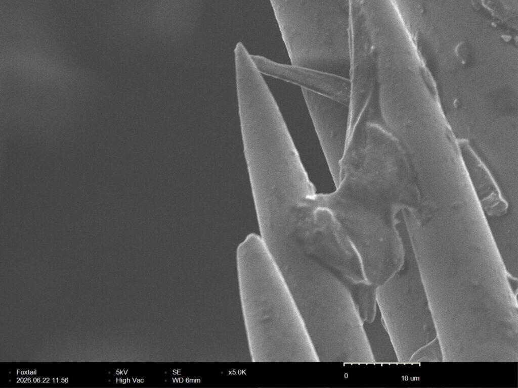 Foxtail awn barb tip at 5,000x magnification, tapering to a hard point only a micron or two across with peeling cuticle