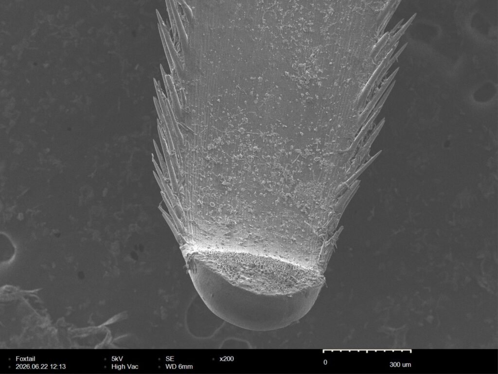 Foxtail awn at 200x magnification under SEM, showing the dispersal unit with backward-raked barbs along both margins