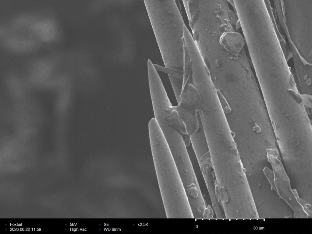 Single foxtail awn barb in profile at 2,500x magnification, showing the shark-tooth geometry angled to hook tissue