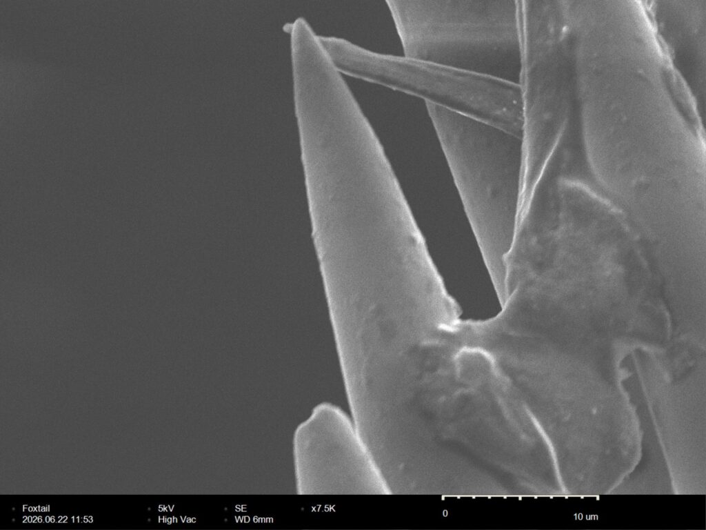 Two foxtail awn barb tips meeting at a V at 7,500x magnification, with a smooth silica-hardened cuticle