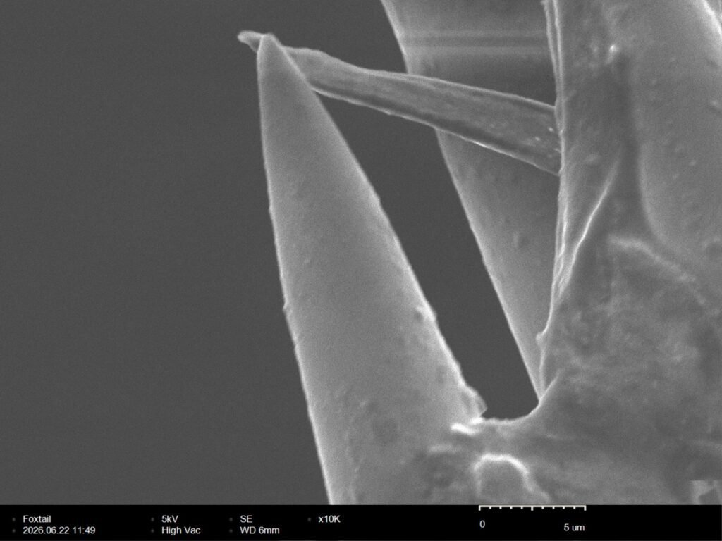 Foxtail awn at 10,000x magnification, two needle points tapering to sub-micron tips over a smooth glassy cuticle