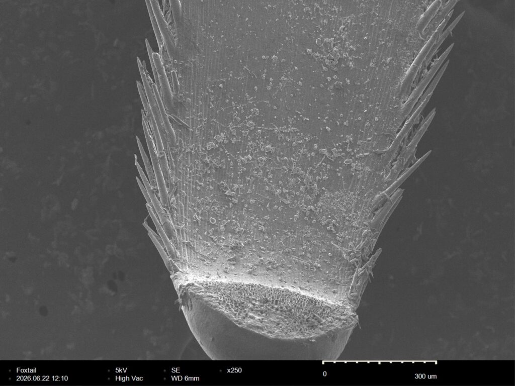 Foxtail awn at 250x magnification, every barb along both margins leaning the same direction to form a one-way ratchet