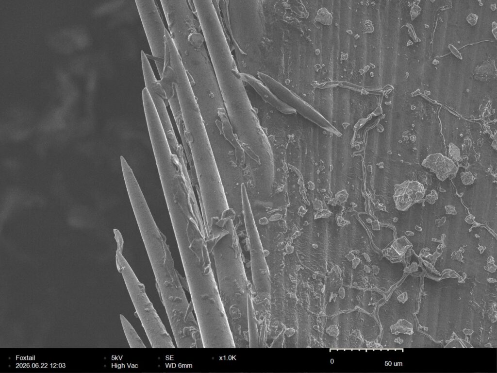 Foxtail awn barbs at 1,000x magnification, each a smooth tapering spine fused seamlessly to the awn's ribbed epidermis