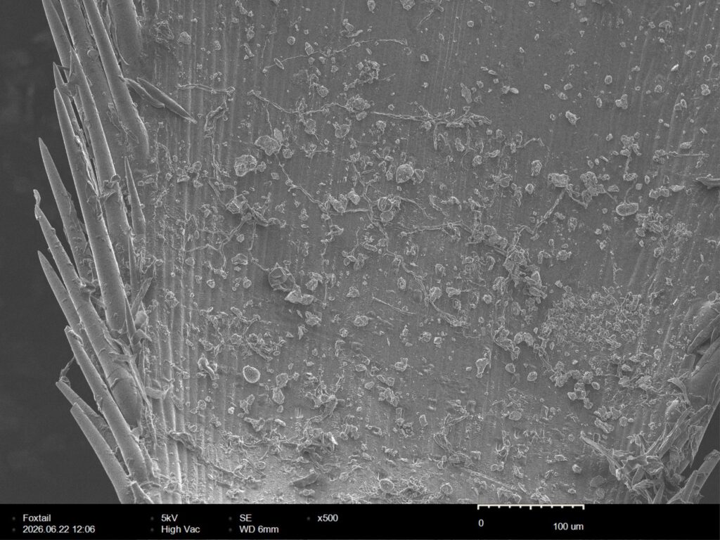 Foxtail awn flank at 500x magnification, with longitudinal ribs, marching barbs, and a surface dusted with pollen and grit