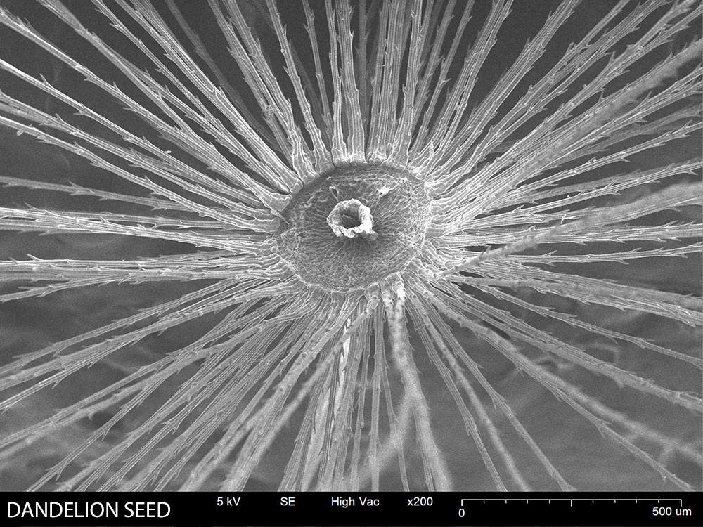 Dandelion Seed SEM image 200X magnification