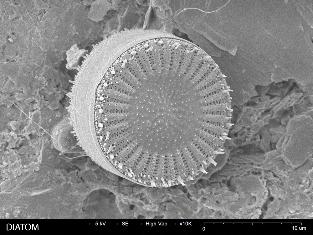 Diatom SEM image 10,000X magnification
