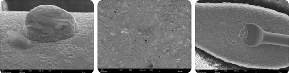 se-image-triple Secondary Electron image examples