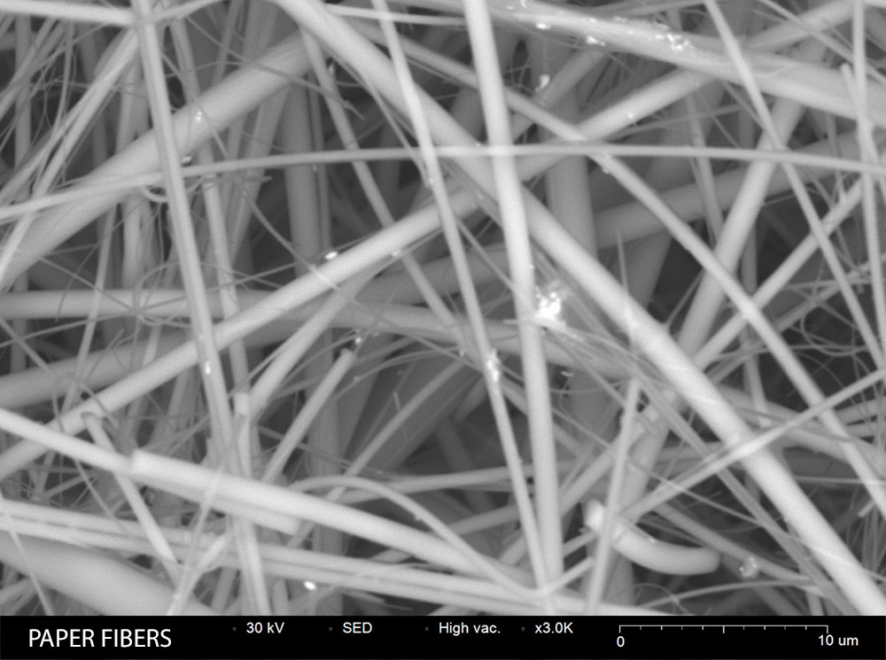 paper fibers SEM image